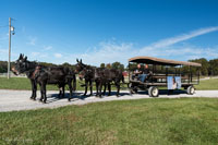 2024 Scottie Vinson Memorial Mule Train