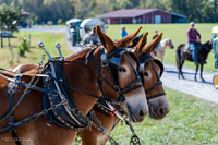 2024 Scottie Vinson Memorial Mule Train