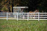 2024 Scottie Vinson Memorial Mule Train