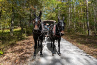 2024 Scottie Vinson Memorial Mule Train