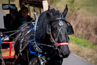 2024 Scottie Vinson Memorial Mule Train
