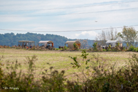 2024 Scottie Vinson Memorial Mule Train