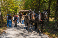2024 Scottie Vinson Memorial Mule Train