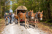 2024 Scottie Vinson Memorial Mule Train