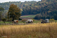 2024 Scottie Vinson Memorial Mule Train