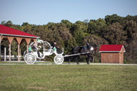 Our most cherished carriage for weddings.
